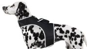 Dust Resistant Pet GPS Tracking Device Rechargeable with Tracking App Size:XS