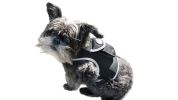 Easy to Navigate Realtime Wireless GSM GPS Trackers for Pets Portable Size:XL