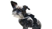 Secure Pets Safety with Realtime Rechargeable GSM GPS Mini Pet Tracker Size:M