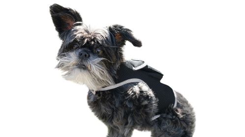 Secure Pets Safety with Realtime Rechargeable GSM GPS Mini Pet Tracker Size:M