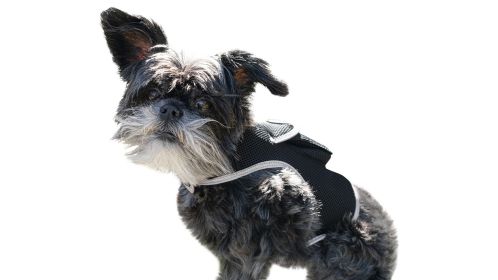 Realtime Pet Location Spotter Waterproof Mini GPS Dog Tracker Portable Size:S