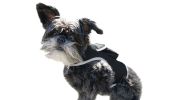 No Hassle Tracking Your Dog w/ Mini Realtime GPRS GSM Pet GPS Tracker Size:XXL