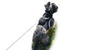 Mini Pet Location Tracking w/ Waterproof GSM GPRS Pet Tracking Device Size:M