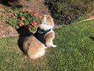 High Quality Waterproof Portable GSM Tracker for Easy GPS Pet Locating Size:S