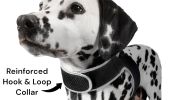Durable Realtime GPS GSM GPRS Pet Tracker w/ Precise Tracking Details Size:XS