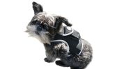 GSM GPRS Waterproof Pet Tracker Wireless Tracking- iPhone Compatible Size:S