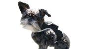No Maintenance Portable Realtime GSM Dog Tracking GPS Finder/Tracker Size:M