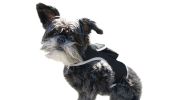 GeoFence Capable Mini Dog GPS Tracking Device Pet Location Finder NEW Size:XS