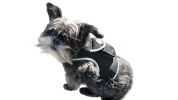 NEW Long Range Wireless GSM GPS Tracker for Pets Realtime Surveillance Size:XXL