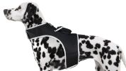 NEW Collar Mini Surveillance Water Resistant Mini GPS GSM Pet Tracker Size:M